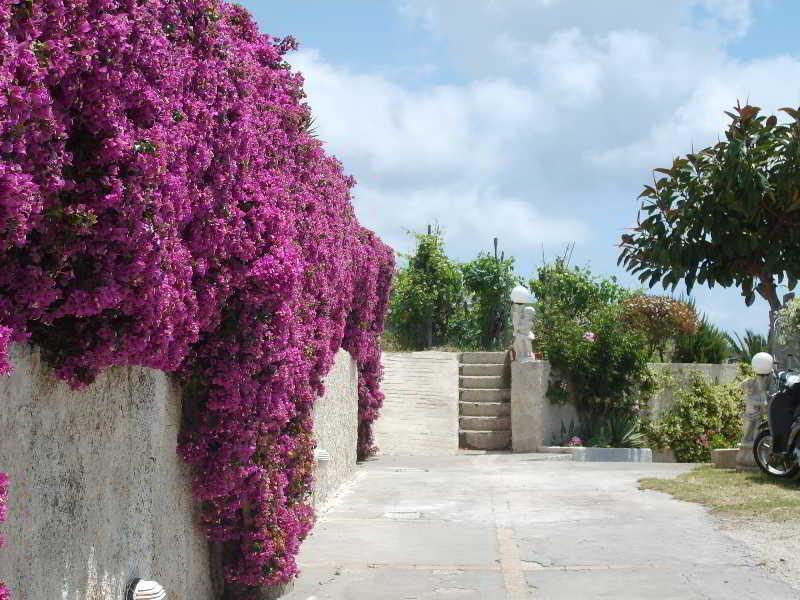 Villa Natalina Forio di Ischia Dış mekan fotoğraf